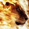 Fire Lion (2).jpg